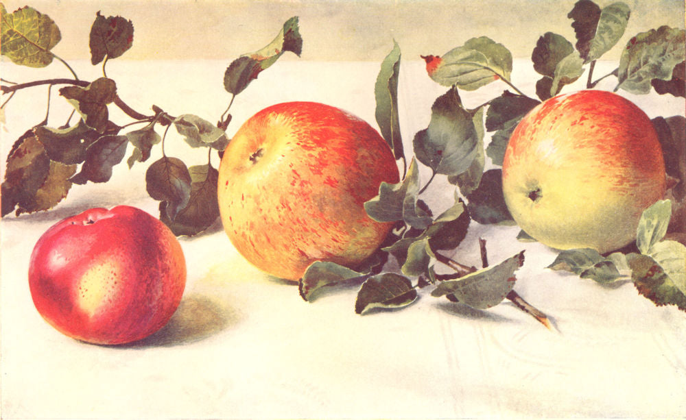 APPLES. Gascoyne's Scarlet; Charles Ross; Allington Pippin 1912 old print